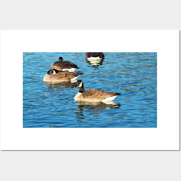 Multiple Canadian Geese Swimming Wall Art by BackyardBirder